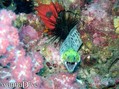 foto de buceo