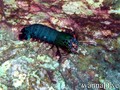 foto de buceo