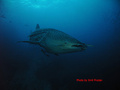 foto de buceo