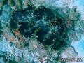 foto de buceo