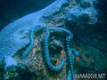 foto de buceo