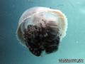 foto de buceo
