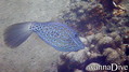foto de buceo