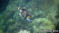 foto de buceo