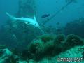 foto de buceo