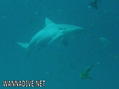 foto de buceo
