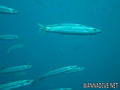 foto de buceo