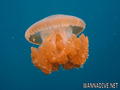 foto de buceo