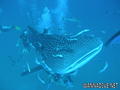 foto de buceo