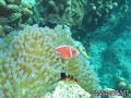 foto de buceo