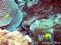 foto de buceo