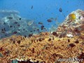 foto de buceo