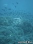 foto de buceo