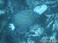 foto de buceo
