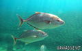 foto de buceo