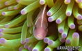 foto de buceo