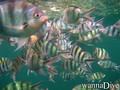 foto de buceo