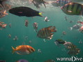 foto de buceo