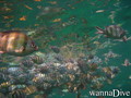 foto de buceo