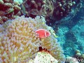 foto de buceo