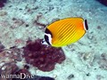 foto de buceo