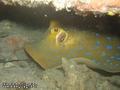 foto de buceo