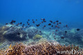 foto de buceo