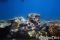 foto de buceo