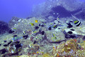 foto de buceo