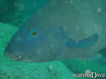 foto de buceo