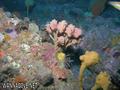 foto de buceo