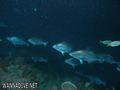 foto de buceo