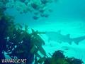 foto de buceo