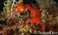 foto de buceo