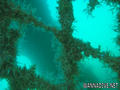 foto de buceo