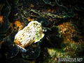foto de buceo