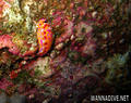 foto de buceo