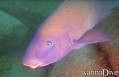 foto de buceo