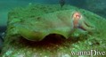 foto de buceo