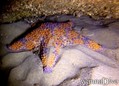 foto de buceo