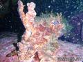 foto de buceo