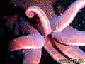 foto de buceo