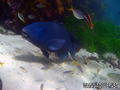 foto de buceo