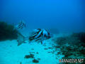 foto de buceo