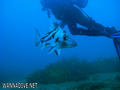 foto de buceo