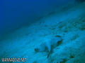 foto de buceo