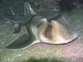 foto de buceo