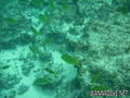 foto de buceo