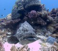 foto de buceo