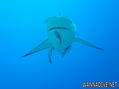 foto de buceo